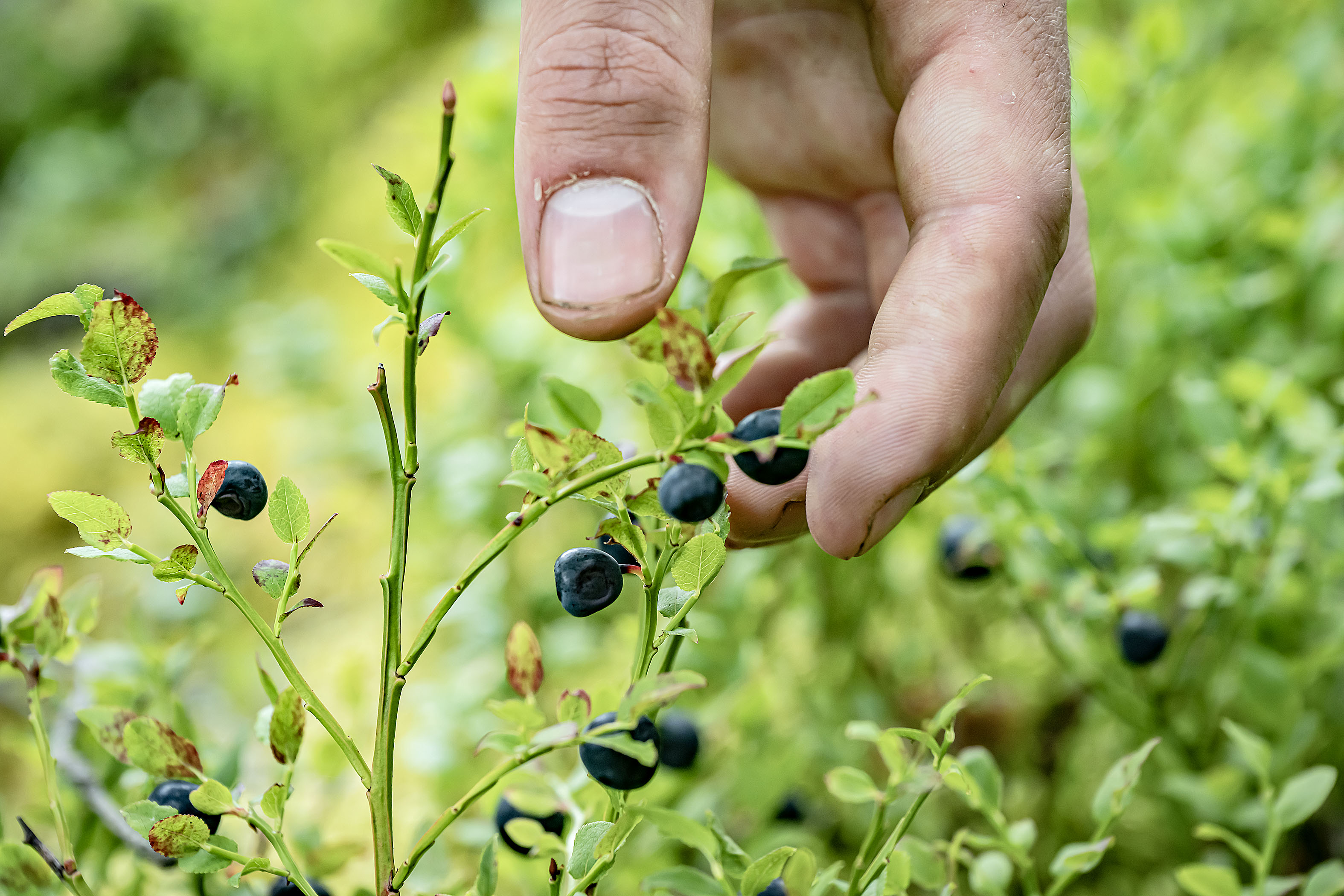 Heisimatojen munat tarttuvat metsässä kasvavien mustikoiden ja puolukoiden pintaan, josta ne voivat siirtyä ihmiseen. 