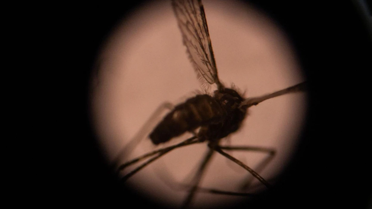 Maailman terveysjärjestö WHO kertoo, että Kiina on päässyt eroon malariasta.