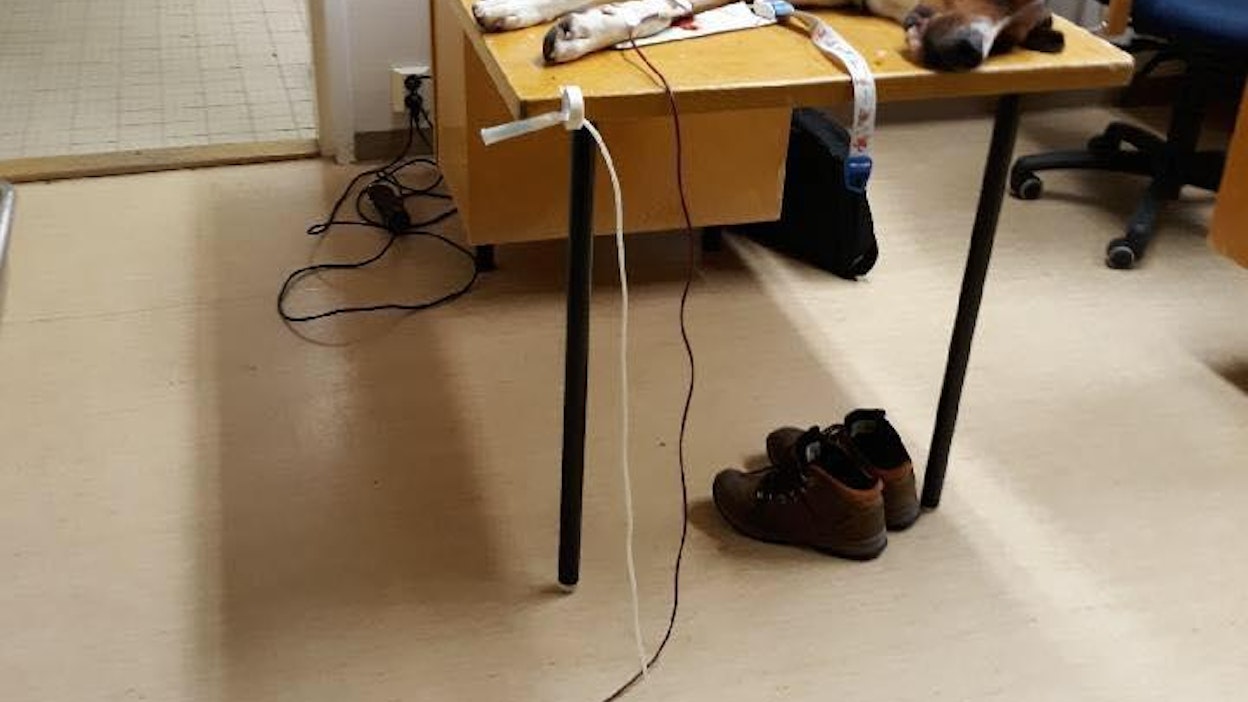 Kunnaneläinlääkärin oma koira pääsi pelastustöihin, kun potilaan kunto ei olisi kestänyt siirtoa Oulun klinikalle.