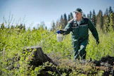 Harald Svens on onnistunut suojaamaan koivuntaimet hirviltä itse kehittämällään hajuaineseoksella. Alueella esiintyy hirviä runsaasti. Koivuntaimien säilyminen on tärkeää, sillä vanha kuusikko oli juurikäävän vaivaama ja puulajin vaihdos on tarpeen.