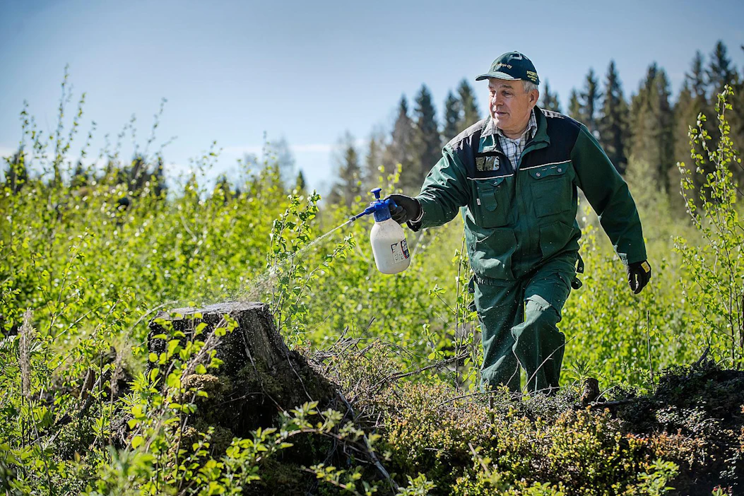 Harald Svens on onnistunut suojaamaan koivuntaimet hirviltä itse kehittämällään hajuaineseoksella. Alueella esiintyy hirviä runsaasti. Koivuntaimien säilyminen on tärkeää, sillä vanha kuusikko oli juurikäävän vaivaama ja puulajin vaihdos on tarpeen.