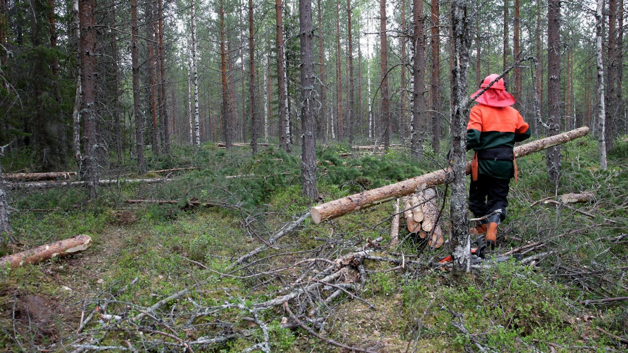 Metsänomistajien omatoimisuuden lisääminen puree nuoren metsän hoitorästeihin. Ensiharvennuksia lisäisi, jos hankintapuu nousisi tasavertaiseksi pystykauppapuun kanssa.