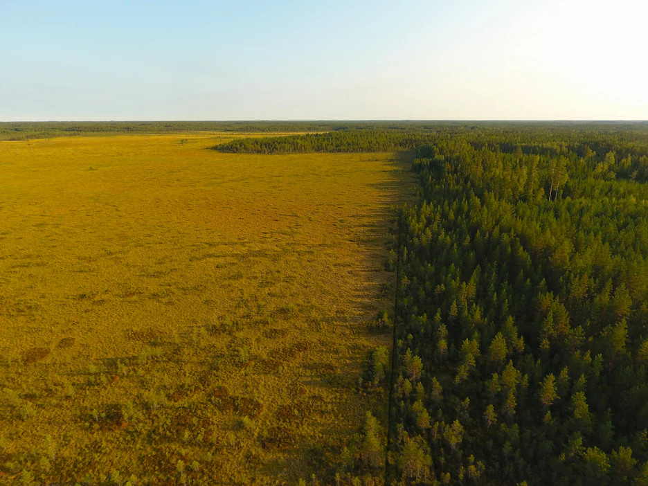 Tarkoituksenmukaisesti ojitetut suometsät kasvavat upeasti metsää, tuottavat kansallisvarallisuuttamme ja ovat nykyajan tehokkainta hiilen sidontaa, kirjoittaja korostaa.