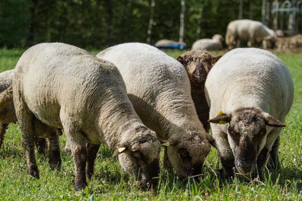 Kuvan lampaat eivät liity tapaukseen.