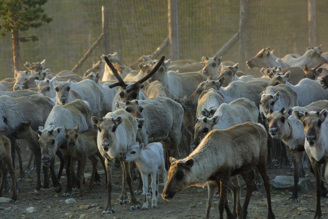 Poroa saa ampua hengiltä, vaikka se kuinka aiheuttaisi häiriötä tai ärsyttäisi.