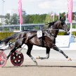 Dancer Brodde on ansainnut urallaan jo yli viisi miljoonaa kruunua. Kuvassa ori valmistautuu viime vuoden Sweden Cupin finaaliin. Hopeasijaan päättyneessä kisassa Dancer Brodde juoksi ennätyksensä 09,8a.