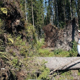 Kannonkoskelaisen Juho Muhosen metsästä Helena-myrsky kaatoi satakunta järeää kuusta, mäntyä ja koivua. Reijo Vesterinen