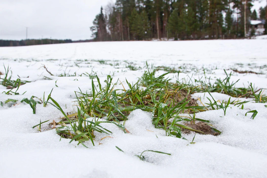 Keski-Euroopassa pakkaset saattavat iskeä lumettomiin syysviljapeltoihin. Arkistokuvaa.