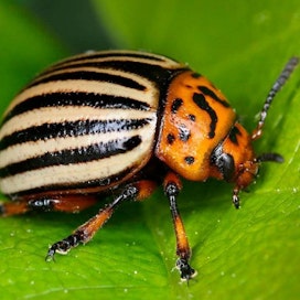 Aikuinen koloradonkuoriainen on noin sentin pituinen kuperaselkäinen kovakuoriainen. Se tekee rykelmän oranssinkeltaisia munia lehden alapinnalle.