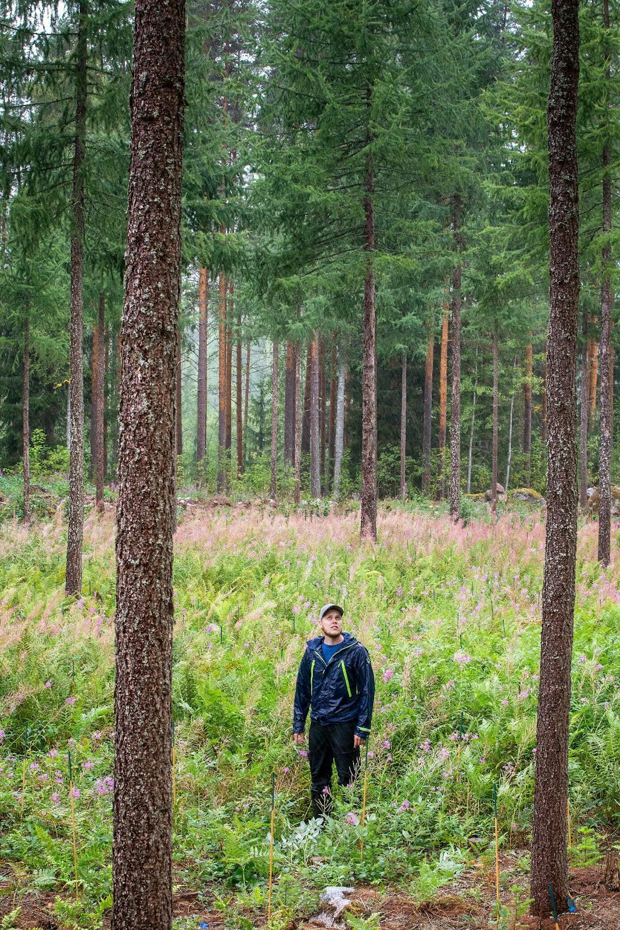 Harvana kasvava pystykarsittu lehtikuusikko varjostaa pihdan taimia juuri sopivasti, kertoo Jimi Rajajärvi.