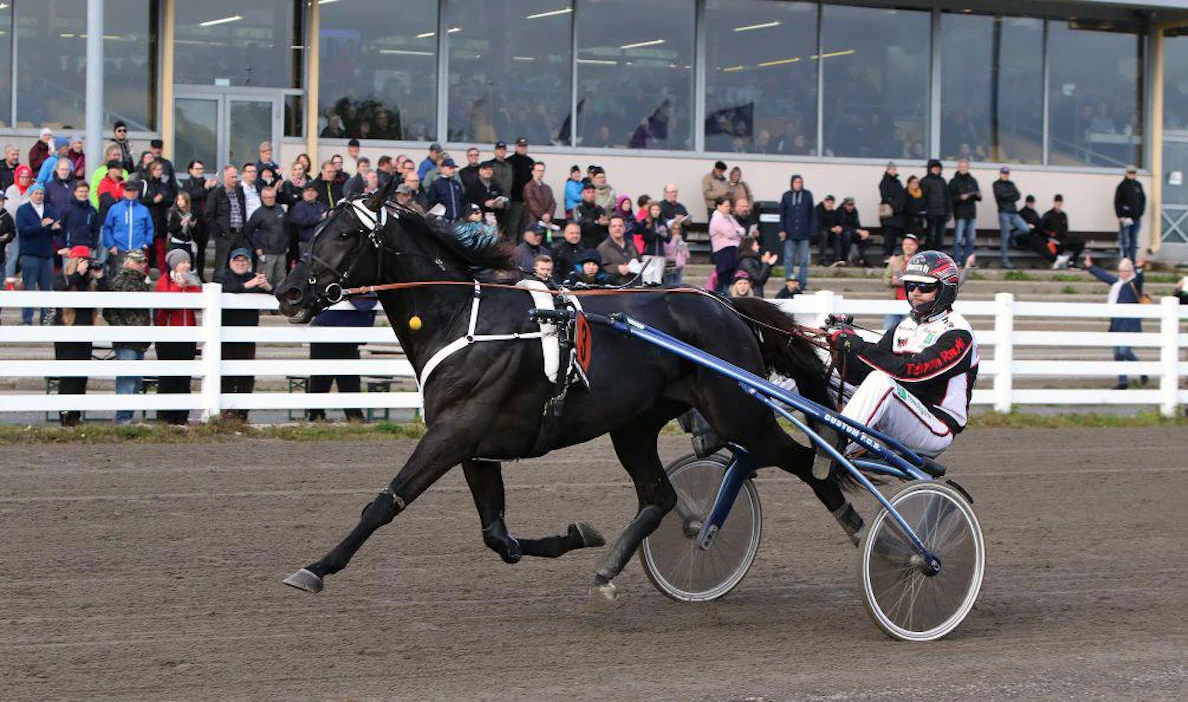 Hotshot Luca hallitsi Oulu Expressiä alusta loppuun. "Se on lähtenyt joka kerta sen mitä on tarvinnut. En arvannut patistaa ekoilla askeleilla, kun Tuomaksen hevonen (Little Boss) laukkasi vieressä. Sitten annoin mennä eikä keulapaikasta ollut epäselvyyttä", Forss kertasi. Kuva: Ilkka Nisula