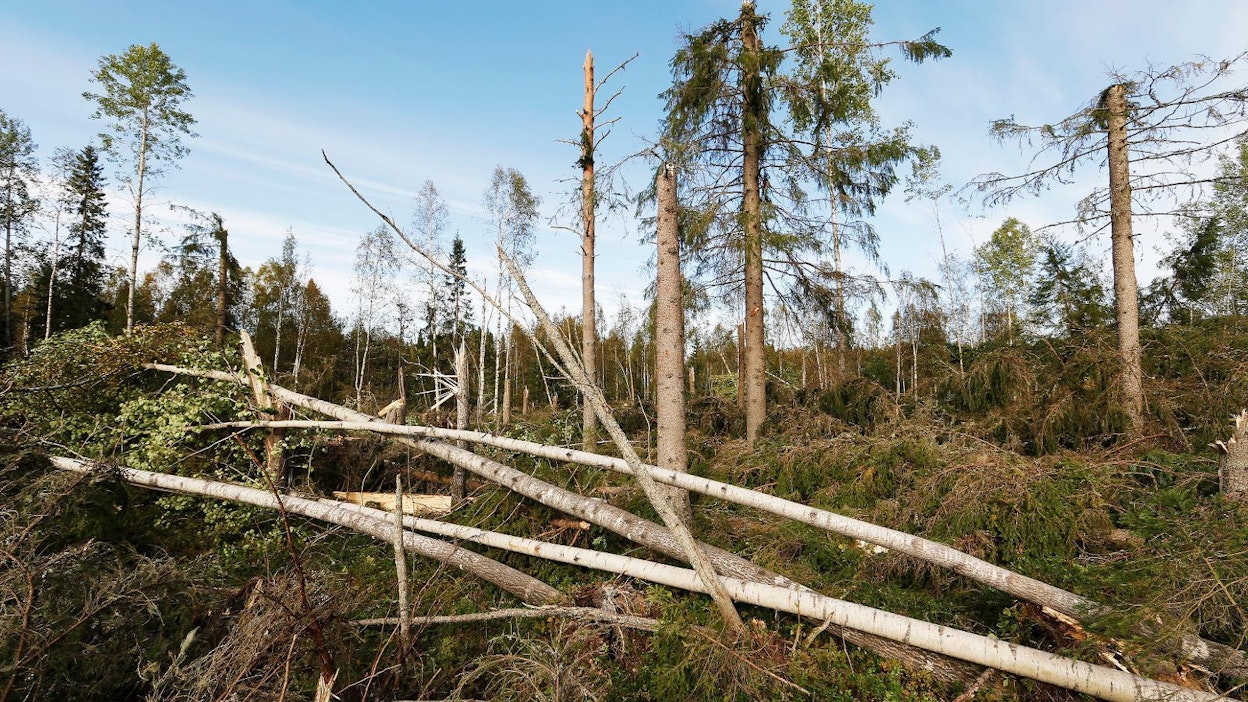 Syöksyvirtaukset voivat vaurioittaa puita laajalta alueelta. Arkistokuva.
