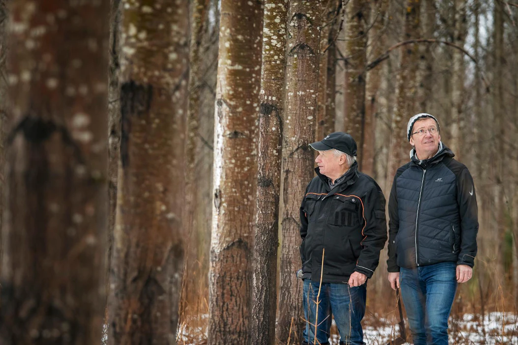 Reino (vasemmalla) ja Ilkka Karhu puntaroivat 15 vuotta sitten, istuttaako koivua vai hybridihaapaa pelloille Lappeenrannassa. Nopeakasvuinen haapa valittiin.