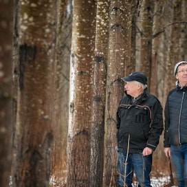 Reino (vasemmalla) ja Ilkka Karhu puntaroivat 15 vuotta sitten, istuttaako koivua vai hybridihaapaa pelloille Lappeenrannassa. Nopeakasvuinen haapa valittiin.