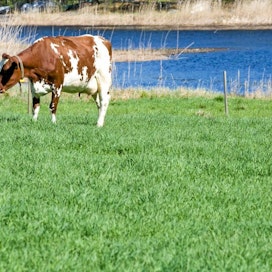 lehmä rantalaitumella laidun 
Risto ja Pirjo Piispasen lypsykarja josta Jalostussonni keinosiemennykseen