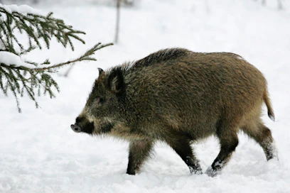 Porsaattomia villisikoja saa jatkossa metsästää myös keväisin. Porsaallisten naaraiden rauhoitus jatkuu.