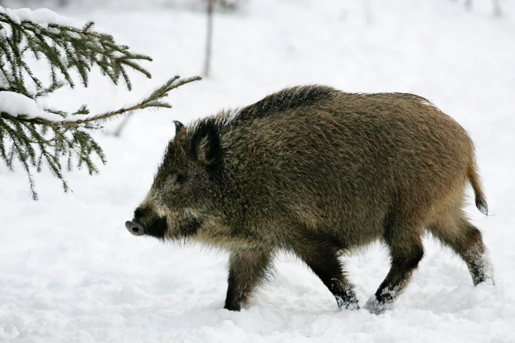 Porsaattomia villisikoja saa jatkossa metsästää myös keväisin. Porsaallisten naaraiden rauhoitus jatkuu.