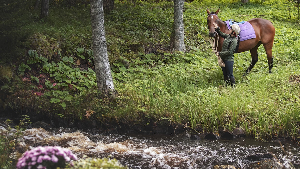 Hevosen kanssa luonnossa. Kuvituskuva.
