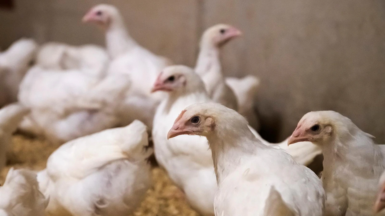 Suomalainen antibioottivapaa siipikarjanlihan tuotantoketju on markkinavaltti Kiinassa, Atria uskoo.