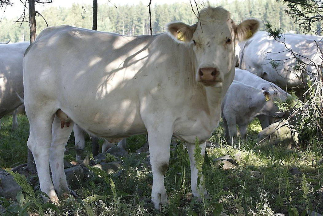 Naudanlihantuottaja Hannu Karppila, Charolais-lihakarja, karja, nauta, laidun, kesä.