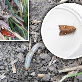 Kuvassa vasemmalla kalvassekoyökkösen punertava kotelo, keskellä toukka ja oikealla aikuinen perhonen. Aikuinen kalvassekoyökkönen voi olla myös muun värinen kuin kuvassa, sillä sen väritys muuntelee paljon.