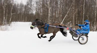 Tatu Ek valmentaa Leijonamielen Leoa meren tuntumassa Äimärautiolla. Kuvauspäivänä vuorossa oli laukkavetoja.