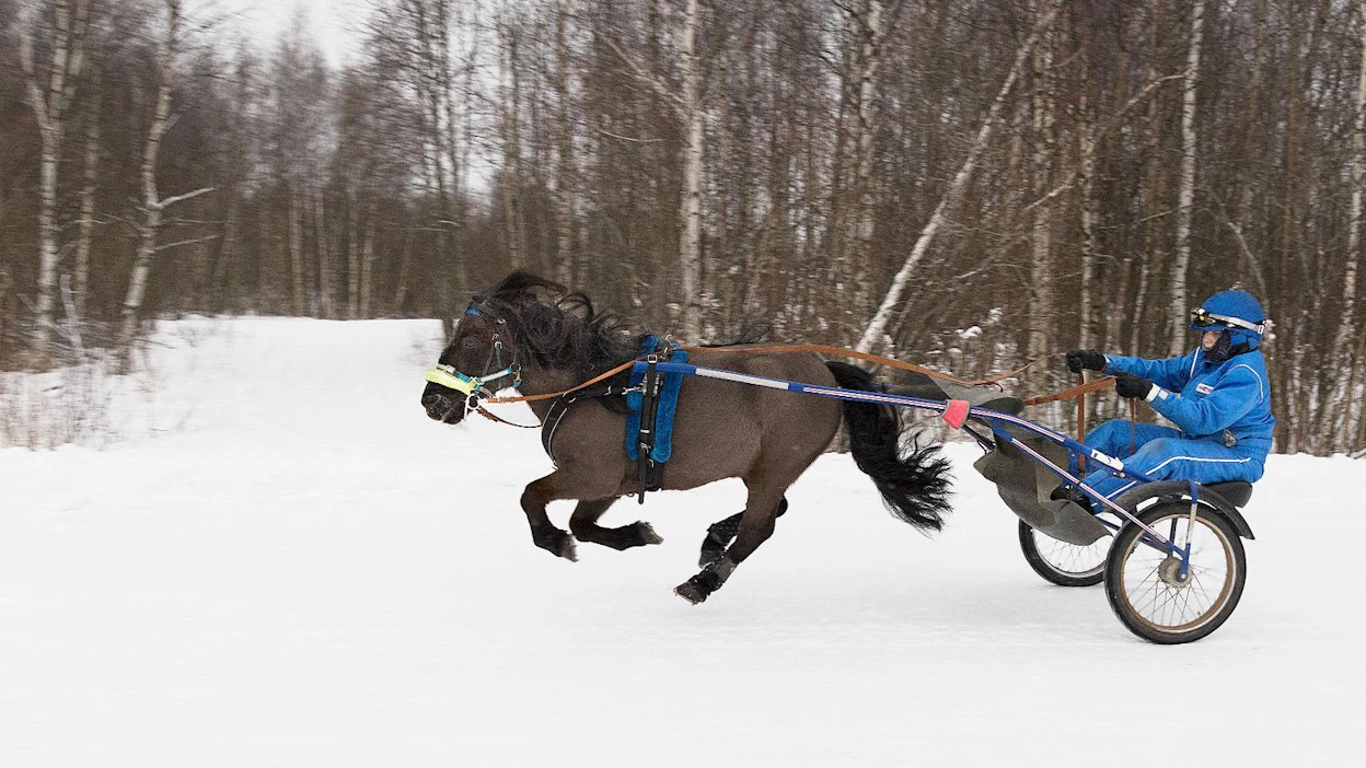 Tatu Ek valmentaa Leijonamielen Leoa meren tuntumassa Äimärautiolla. Kuvauspäivänä vuorossa oli laukkavetoja.