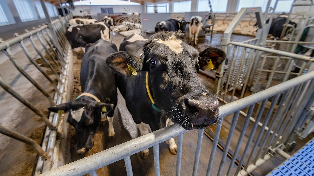 Yhä useampi maitolitra on luomua. Kuvituskuva.