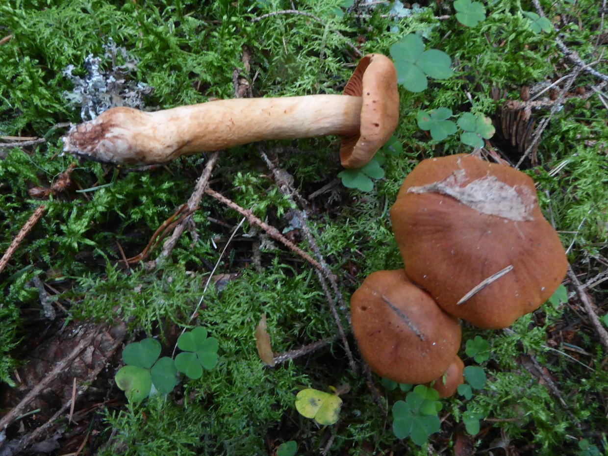 Suippumyrkkyseitikki