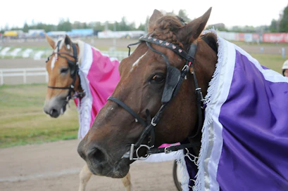 Evartti ja Suven Sametti lähtivät onnitteluseremonioihin.