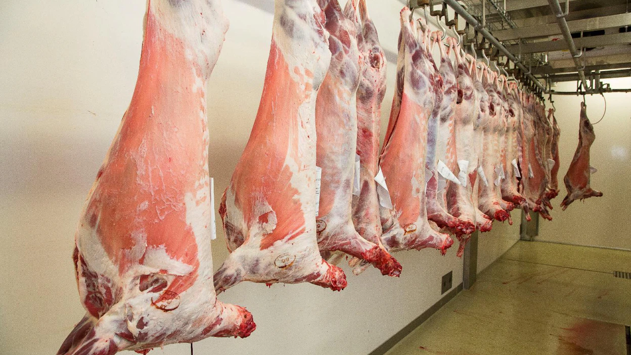 Moni suomalainen uskoo, että uskonnolliseen halal-teurastukseen liittyisi aina eläimen kaulan katkaiseminen ilman tainnutusta. Se ei kuitenkaan pidä paikkaansa. Suomessa muun muassa Vainion teurastamo tekee halal-teurastetuksia, joissa eläimet tainnutetaan ennen verenlaskua.