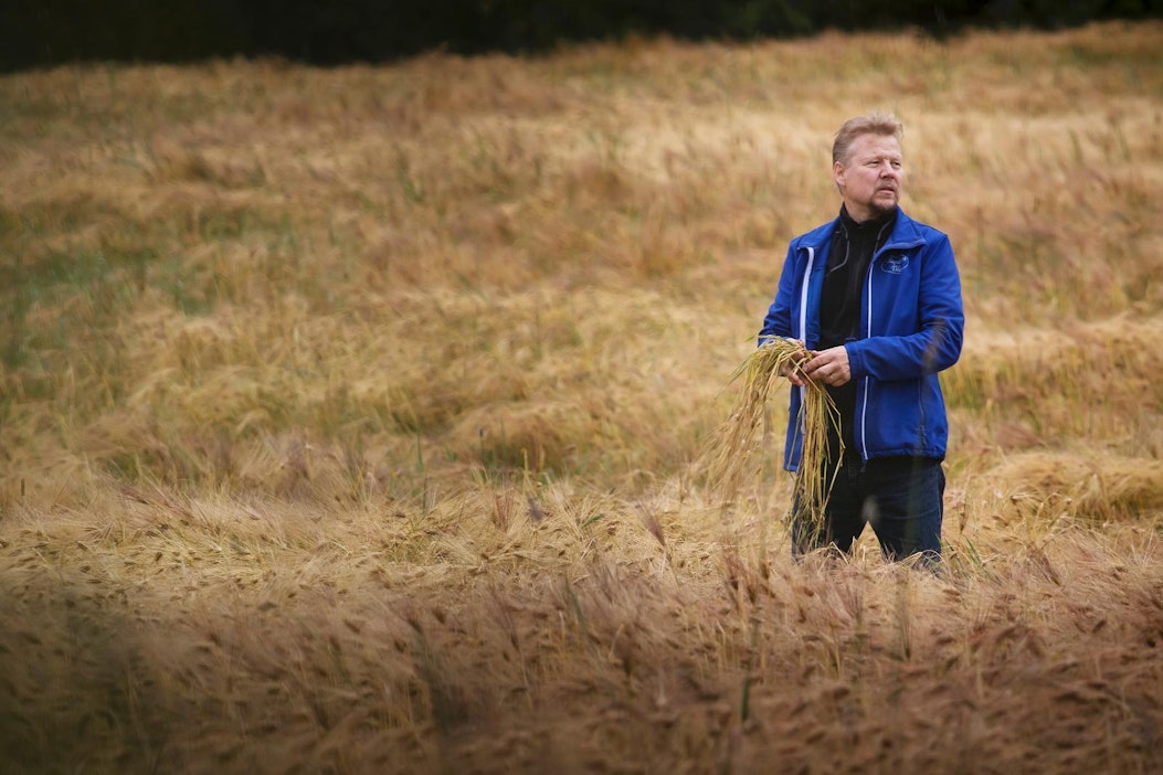 Pekka Kokkonen murehti likomärkää ohrapeltoaan tiistaina Juuassa.