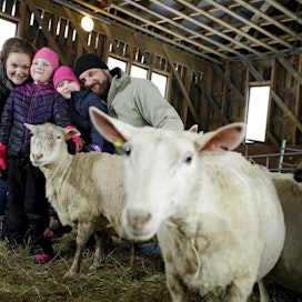 Hakamaan lammastilan lampaat ovat norjalaista rygja-, Kainuunharmas- ja suomenlammasrotua. Lampolassa lampaita hoitamassa käy koko perhe.