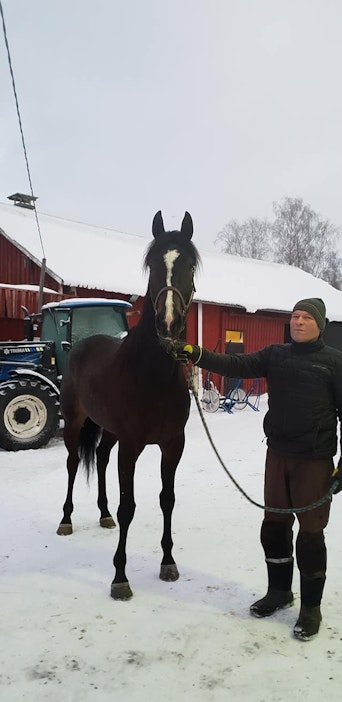 Suvukas Mr Marvelous muutti Härmään - ”Tallin kallein hevonen” - MT Hevoset  - Maaseudun Tulevaisuus