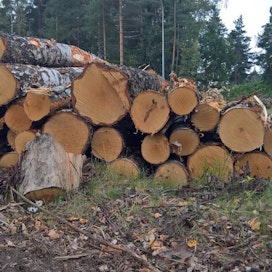 UPM ja OP tarjoavat rahoituspalvelua, jonka avulla metsänomistaja saa puukaupparahaa tililleen viiden päivän sisällä puukaupan solmimisesta.