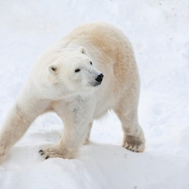 Jääkarhut kärsivät ilmaston lämpenemisestä voimakkaasti. Arkistokuva.