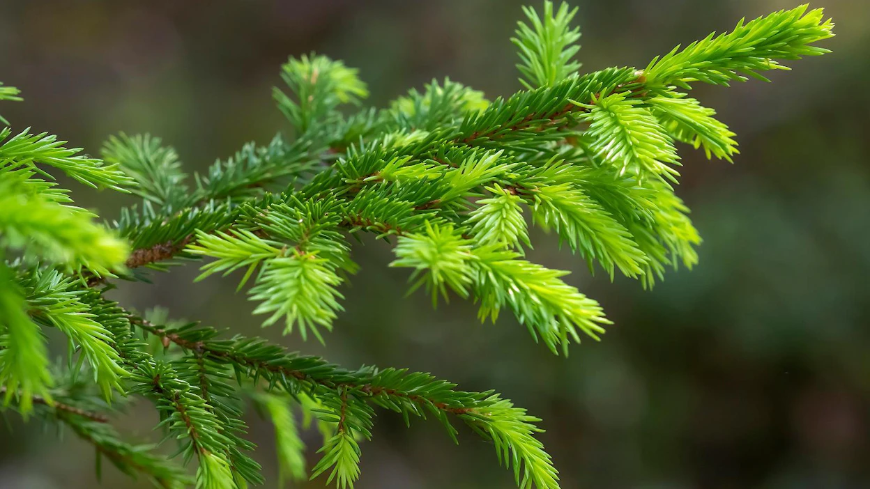 EU:n metsästrategian toimeenpanossa on muistettava Euroopan metsien erilaisuus, Metsäteollisuus korostaa.