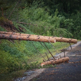 Ailan odotetaan aiheuttavan metsätuhoja. Kuvassa Päivö-myrskyn aiheuttamia tuhoja Tuusniemen alueella.