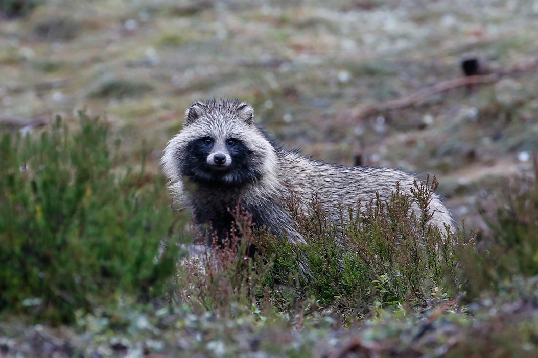 Valtaosa trikinelloista, eli trikiineista on edelleen supikoirissa.