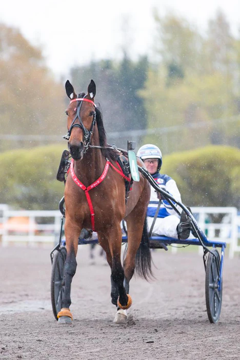 Määrätietoisesti kohti Suurta Suomalaista Derbyä. Mahtava Mascate Match epäonnistui kolmevuotiskauden isoimmassa kisassa Kriteriumissa. Ikäluokan ykkönen hakee nyt hyvitystä nelivuotiaiden suurimmasta koitoksesta.