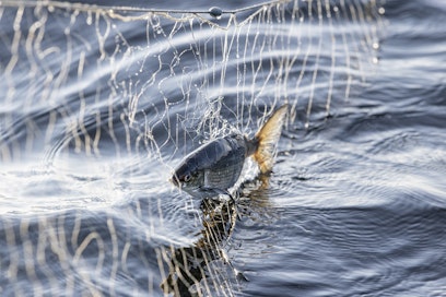 Esimerkiksi virvelillä, verkoilla tai katiskalla kalastettaessa tulee aina maksaa kalastonhoitomaksu.
