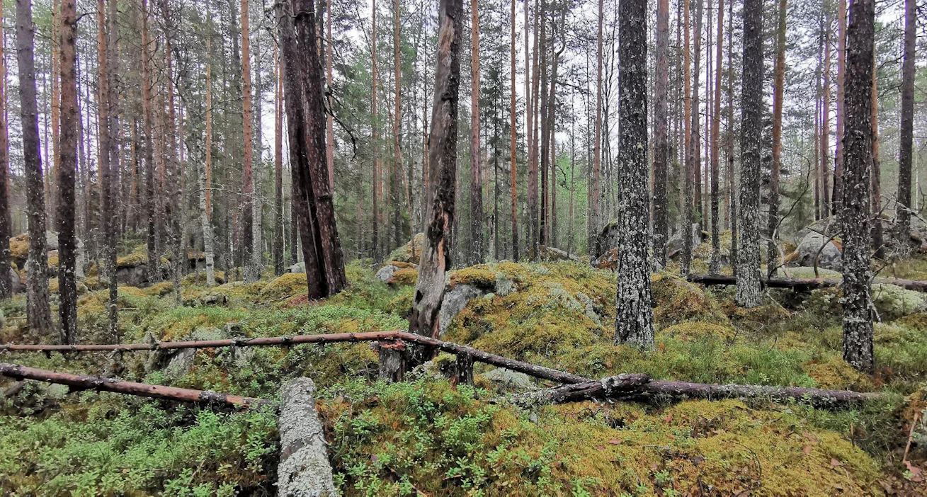 Luonnonmetsätyöryhmä on löytänyt suojelemisen arvoista metsää esimerkiksi Kannonkosken Kismanniemeltä. Alueella on raportin mukaan runsaasti järeää lahopuuta, palokoroisia puita ja aihkimäntyjä.