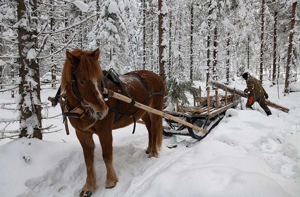 ”Hevosajossa menee aikaa, kun puut pitää itse mättää rekeen ja purkaa”, Makkonen sanoo. Hän tekee hevosillaan myös peltotöitä.