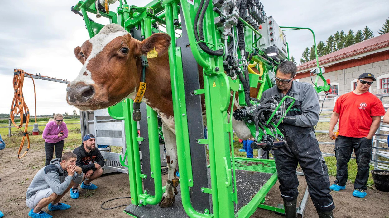 Noin 40 000 euron ylösnostavaa KVK Hydra Klov -sorkanhoitotelinettä pääsee testaamaan Nuppu-ayrshire. Sonta lentää ja potilas viskoo päätään, mutta tanskalaisen sorkkahoitaja Ole Ebbesenin työskentely ei häiriinny. Ebbesenin telineiden läpi kulkee vuosittain 95 000 lehmää, kun keskimäärin sorkkahoitajien hoitomäärät liikkuvat 5 000–8 000 lehmän paikkeilla.