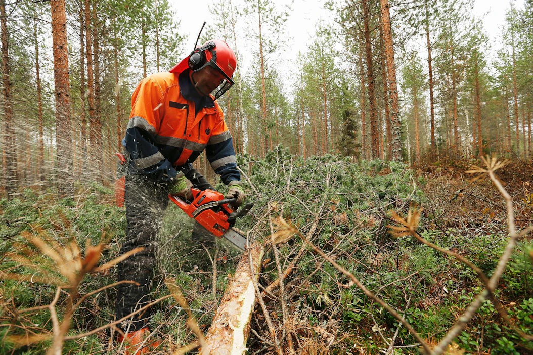 Erkki Jaakola tekee talvisin harvennushakkuita 5–6 tuntia päivässä. Hän luottaa ruotsalaiseen Husqvarnaan, joka ei hyydy talvipakkasillakaan, kuten saksalainen kilpailijansa.