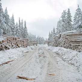 Lapissa noin 40 prosenttia puusta korjataan talvella ja talviteitä hyödyntäen.