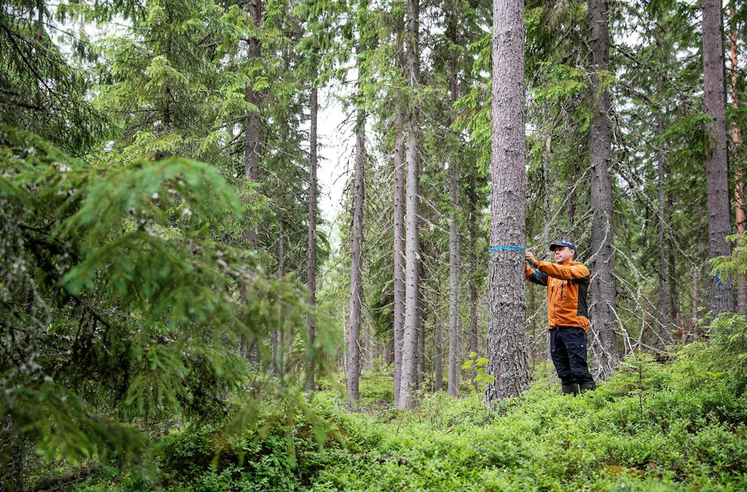 Päijänteen metsänhoitoyhdistyksen metsäneuvojana työskentelevä Teemu Hytönen kannustaa suhtautumaan metsäomaisuuteen kuin sijoitukseen.