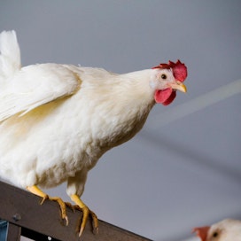Kanat eivät yleensä saavuta 20 vuoden rajapyykkiä, sillä harva omistaja haluaa pitää heikosti tuottavaa kanaa. Kuvan kana ei ole Tipi.