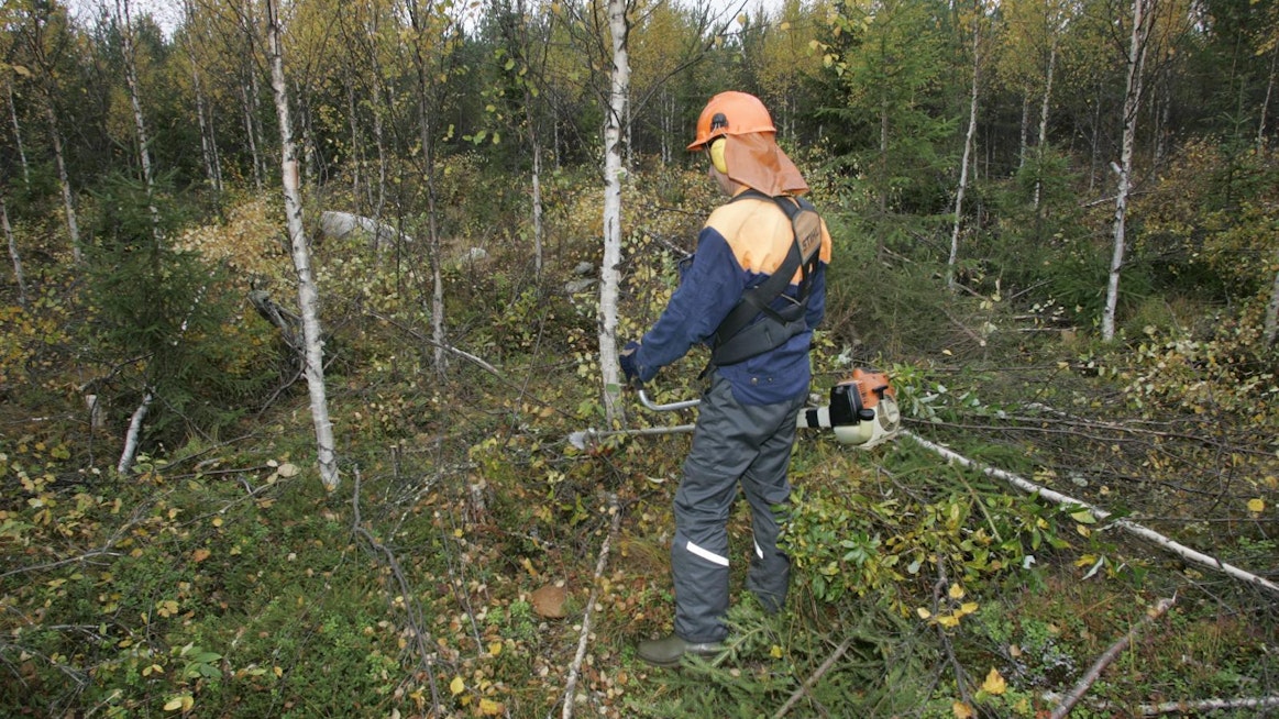 Nuoriin metsiin on suunniteltu kemeratöitä kolmannes viimevuotista enemmän.