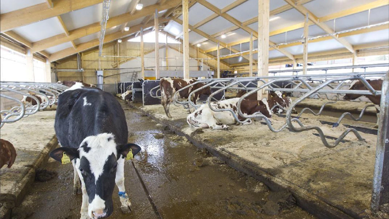 Jotta Suomen maidontuotanto ei vähenisi, tilojen keskikoon pitäisi kaksinkertaistuma kuudessa vuodessa. Ahvenanmaalainen Fellmanin perhe teki osuutensa: pihatto valmistui talvella. Markku Vuorikari